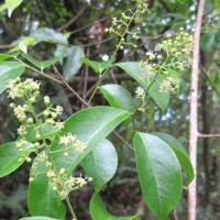 Celastrus paniculatus Willd.